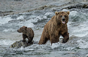 Bears Being Watchful  Photograph by Cheryl Strahl