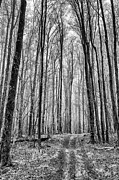 Beaten Path Photograph by Todd Wilkinson