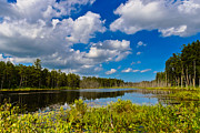 Beautiful Afternoon in the Pine Lands Photograph by Louis Dallara
