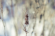 Beautiful winter plant Photograph by Cindy Grundsten