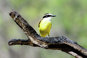 Beautifully Colored Great Kiskadee  Photograph by Debra Martz