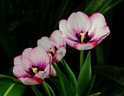 Beauty Abounds Photograph by Allen Nice-Webb Beauty Abounds Photograph by Allen Nice-Webb