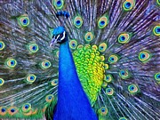 Beauty Whatever the Name Painting by Jeffrey Kolker Beauty Whatever the Name Painting by Jeffrey Kolker