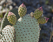 Beavertail Buds Photograph by Kelley King