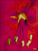 Beckoning Photograph by Vallee Johnson