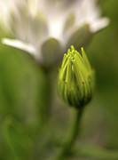 Becoming Photograph by Bob Cournoyer