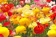 Bed of Flowers Photograph by Sandra Lee Scott