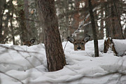 Bedded Buck Photograph by Brook Burling