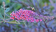 Bee at Brunch Photograph by Janis Senungetuk