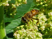 Bee Doing What Bees Do Photograph by Peggy King