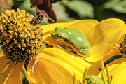 Bee Frog Spider.... Photograph by Paul Vitko
