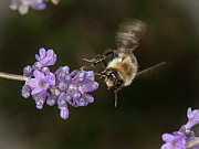 Bee landing on lavender Photograph by Len Romanick
