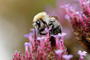 Bee on a Verbena Bonariensis Photograph by Nick Biemans
