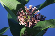 Bee on Milkweed in Elgin IL Photograph by Colleen Cornelius Bee on Milkweed in Elgin IL Photograph by Colleen Cornelius