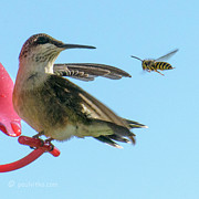 Bee_bird Photograph by Paul Vitko