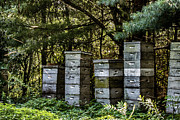 Bees streaking in sunlight Photograph by Jeff Folger