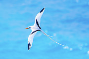 Bermuda Longtail Close-up Photograph by Jeff at JSJ Photography