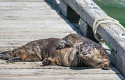 Best Buds Photograph by Carl Olsen