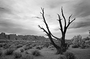 Better Off Dead Photograph by Mike Irwin