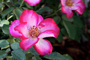 Betty Boop Roses Photograph by K Bradley Washburn Betty Boop Roses Photograph by K Bradley Washburn