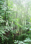 Beyond The Misty Forest Photograph by Kathi Mirto