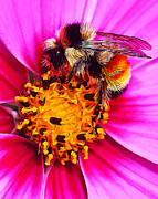 Big Bumble on Pink Digital Art by ABeautifulSky Photography by Bill Caldwell Big Bumble on Pink Digital Art by ABeautifulSky Photography by Bill Caldwell