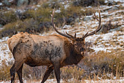 Big Rack Photograph by Darren White