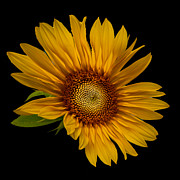 Big Sunflower Photograph by Debra and Dave Vanderlaan Big Sunflower Photograph by Debra and Dave Vanderlaan