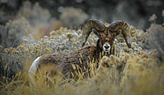 Bighorn in Sage Photograph by Jason Brooks