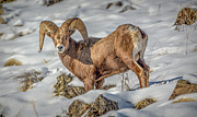 Bighorn in the snow Photograph by Jason Brooks