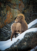 Bighorn Ram 1 Photograph by Jason Brooks Bighorn Ram 1 Photograph by Jason Brooks