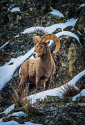Bighorn Ram 2 Photograph by Jason Brooks Bighorn Ram 2 Photograph by Jason Brooks