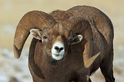 Bighorn Ram in Montana Photograph by Mark Miller Bighorn Ram in Montana Photograph by Mark Miller