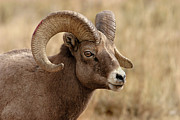 Bighorn Photograph by Ronnie And Frances Howard