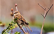 Bird in the Cold Photograph by Chuck Brown