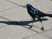 Bird Shadowing Photograph by Jan Gelders