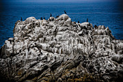Bird's Island Photograph by Patrick Boening