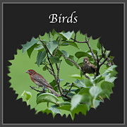 Birds Photograph by Holden The Moment Birds Photograph by Holden The Moment