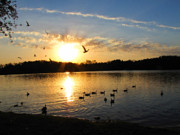 Birds of a Feather Photograph by Scott Hovind