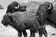 Bison - Way Out West Photograph by Melany Sarafis