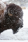 Bison in Snow Photograph by Mark Miller Bison in Snow Photograph by Mark Miller