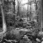 Black and White Babbling Brook Drawing by Jason Nicholas