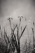 Black and White Wild Iris Print Photograph by Gwen Gibson