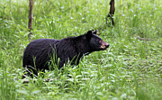 Black Bear in the Woods Photograph by Andrea Silies