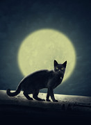 Black cat and full moon Digital Art by Jelena Jovanovic