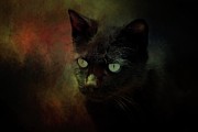 Black Cat Portrait Photograph by Eva Lechner