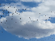 Black Dotted Sky Photograph by Azthet Photography