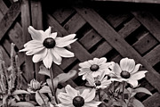 Black Eyes Monochrome Photograph by Mike Smale