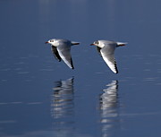 Black-headed gulls, chroicocephalus ridibundus Photograph by Elenarts - Elena Duvernay photo
