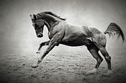 Black horse in dust Photograph by Dimitar Hristov